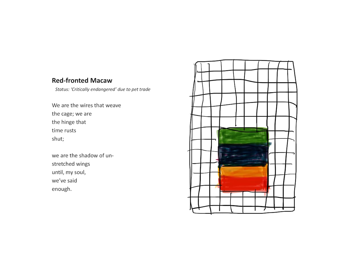 Red-fronted Macaw by Sean Scully, Image 1.