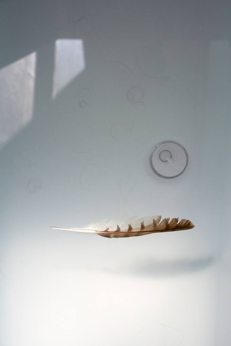 Shedding by Suzanne Gainer, Image 1.