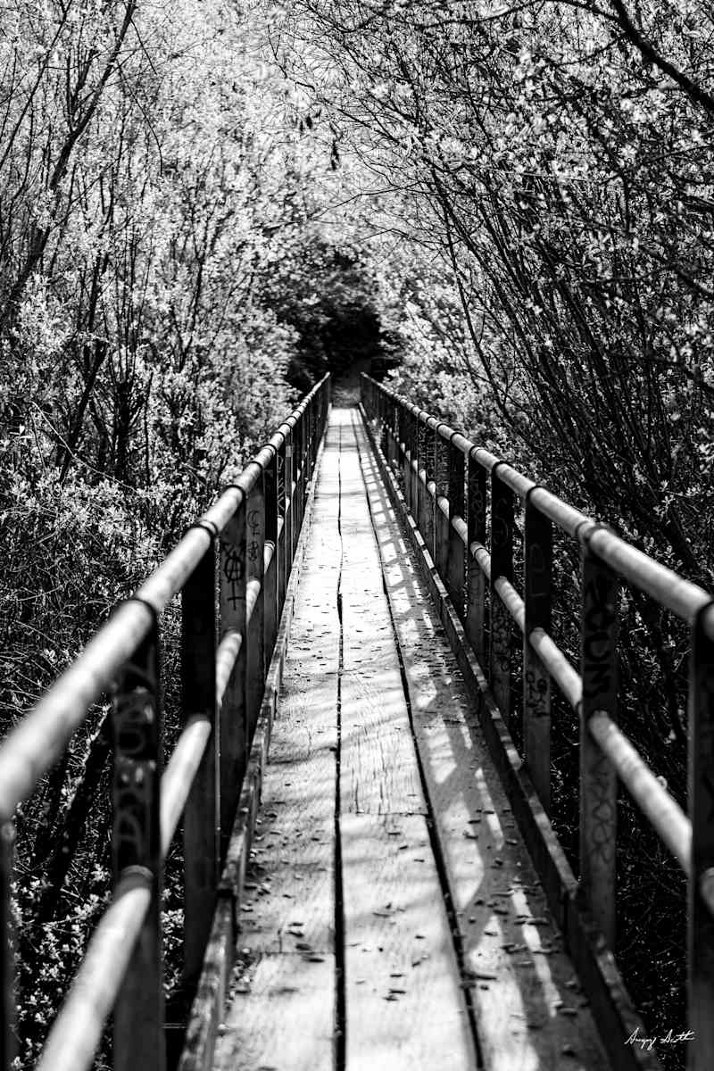 The Bridge #8509296 by Gregory Scott Studio, Image 1.