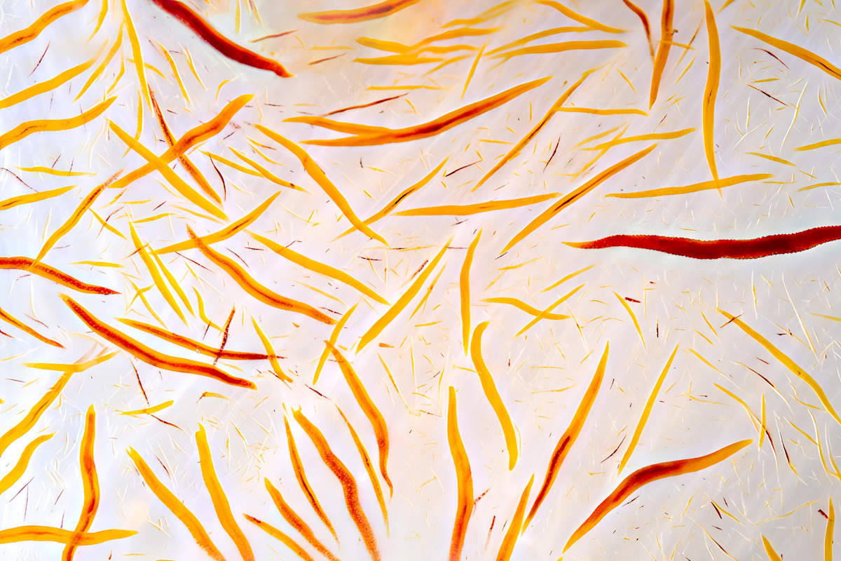 Trazos de identidad by Ysabela Coll, Image 1.