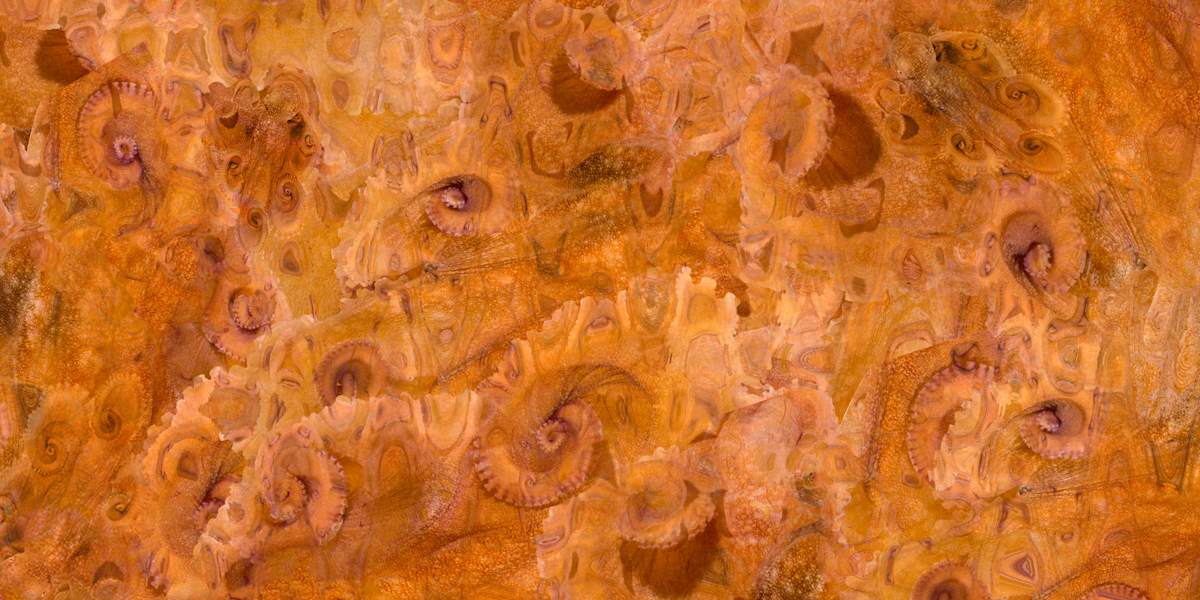 Estudios de un pulpo I by Ysabela Coll, Image 1.