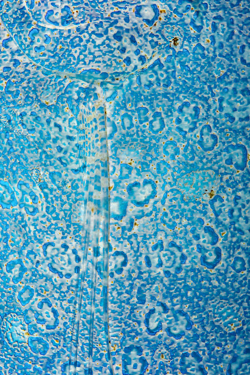Blueprint by Ysabela Coll, Image 1.