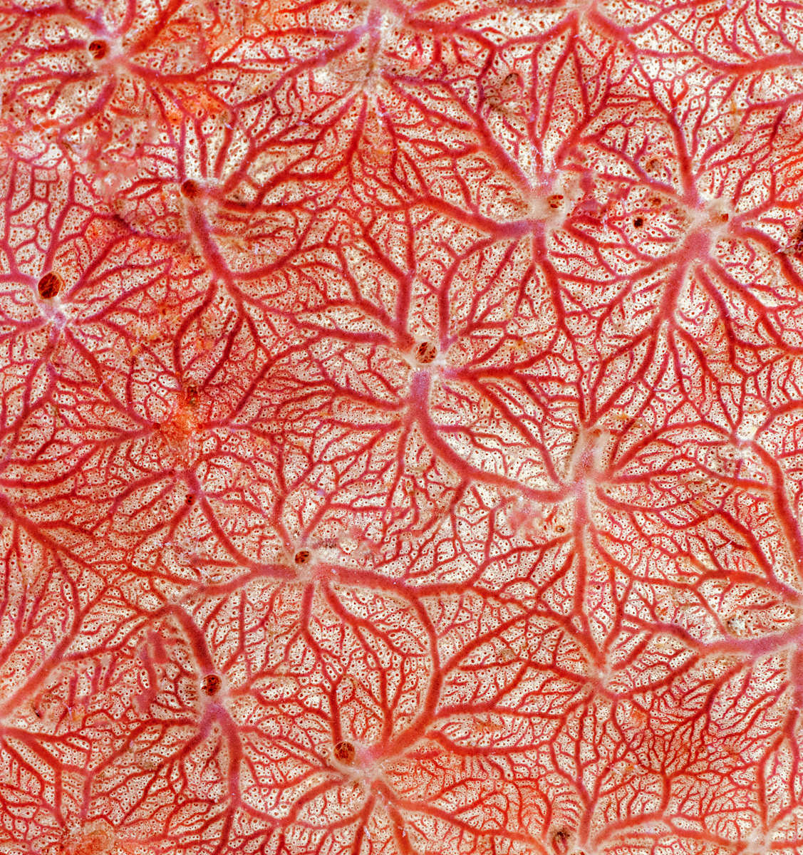 Flores de mar by Ysabela Coll, Image 1.