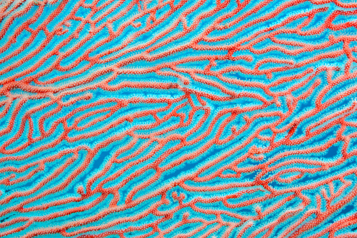 Laberintica by Ysabela Coll, Image 1.