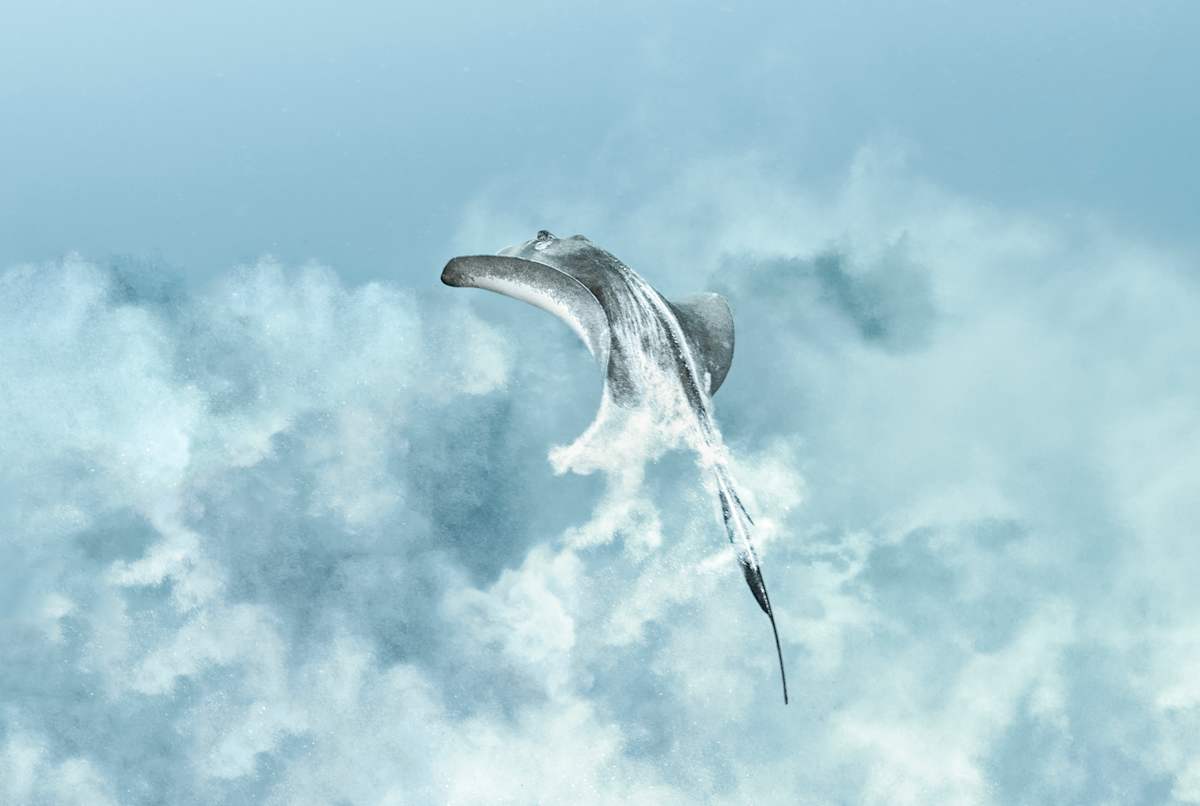 Vanishing Act by Ysabela Coll, Image 1.