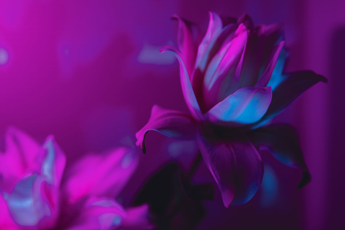 Spectrum XIX by Faith Parks, Image 1.