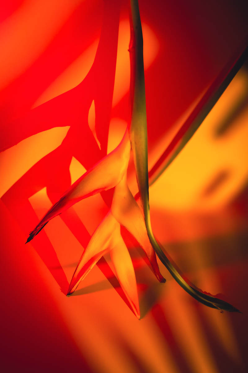 Spectrum XXIX by Faith Parks, Image 1.