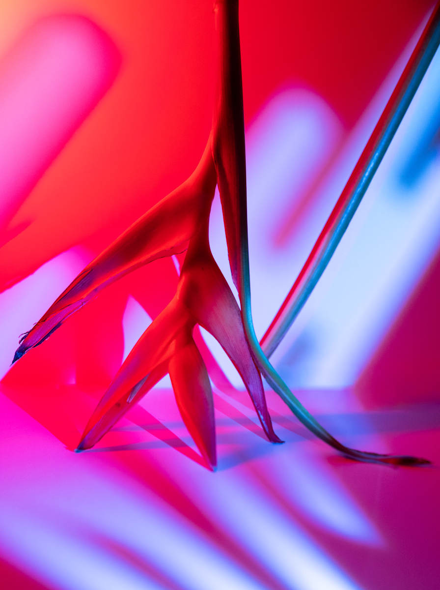 Spectrum XXX by Faith Parks, Image 1.
