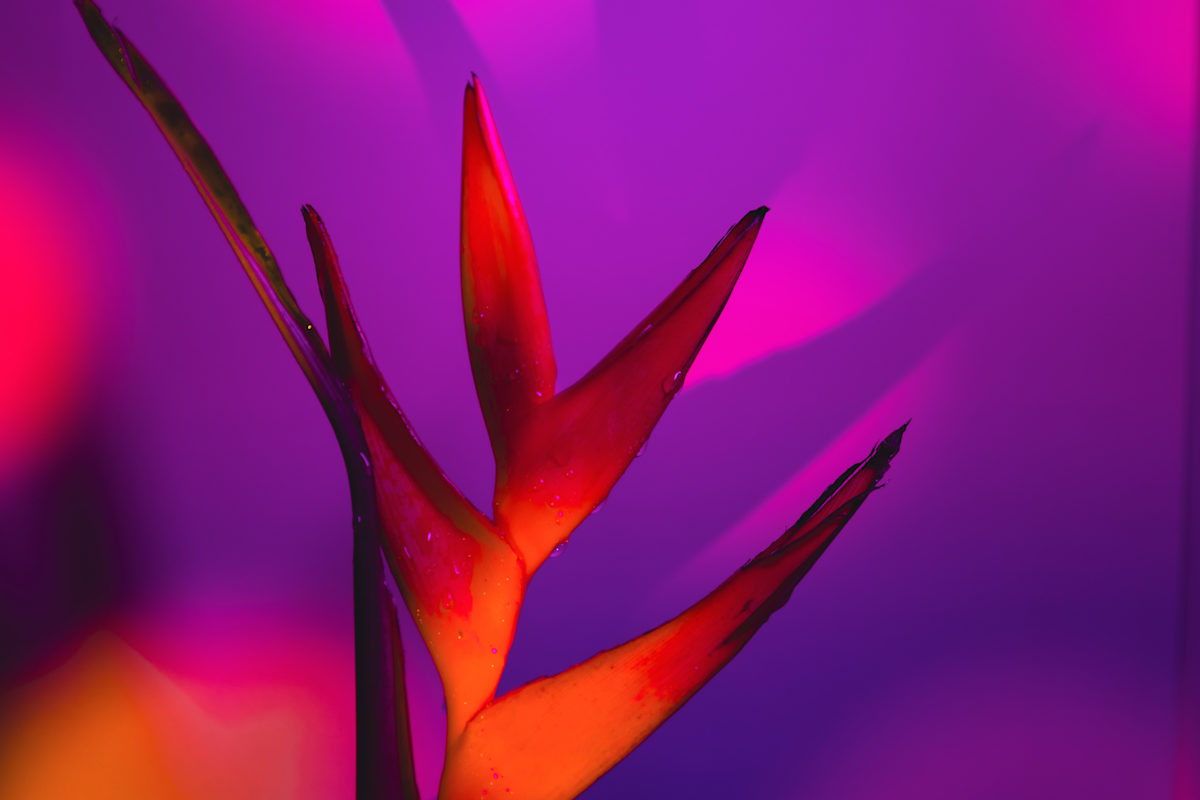 Spectrum XLI by Faith Parks, Image 1.