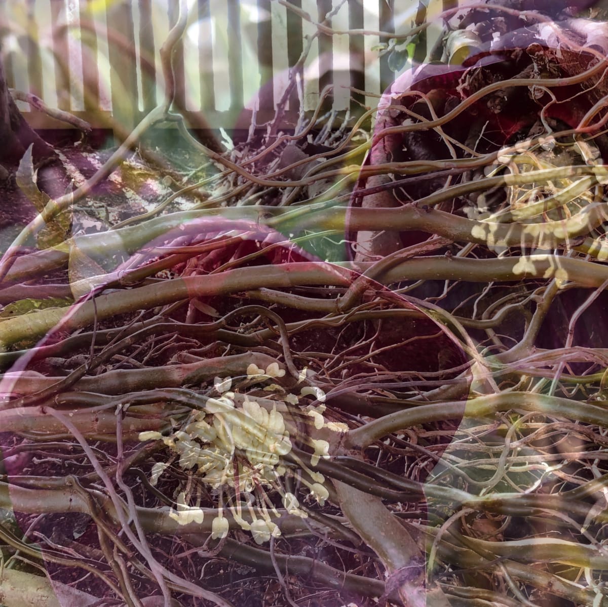 Enchanting  2of10 by Victoria Johns, Image 3.
