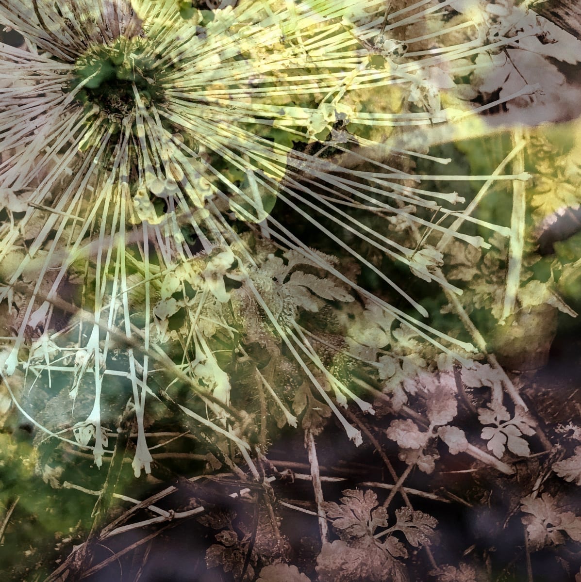 For All To See  2of10 by Victoria Johns Art 