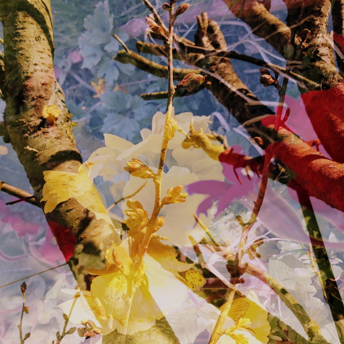 Optimism 1of10 by Victoria Johns Art 