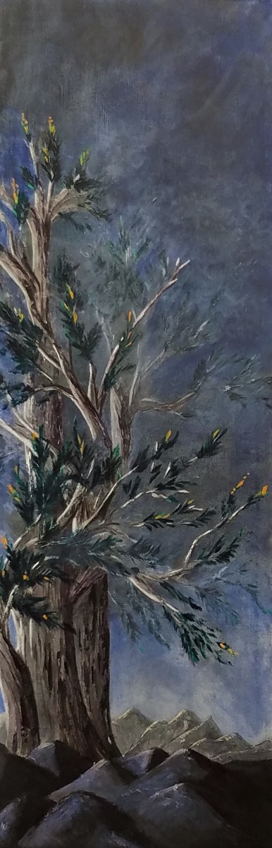 Bristlecone by M Shane 