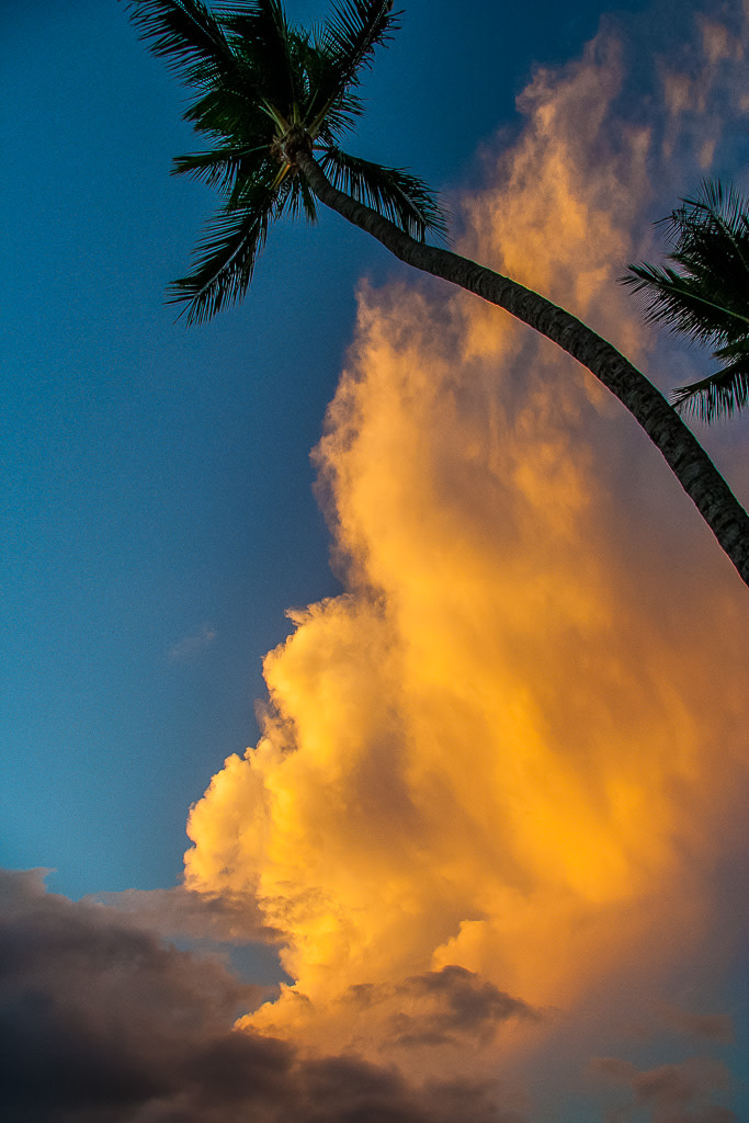 Curvy Palm Sunset by E Wand 