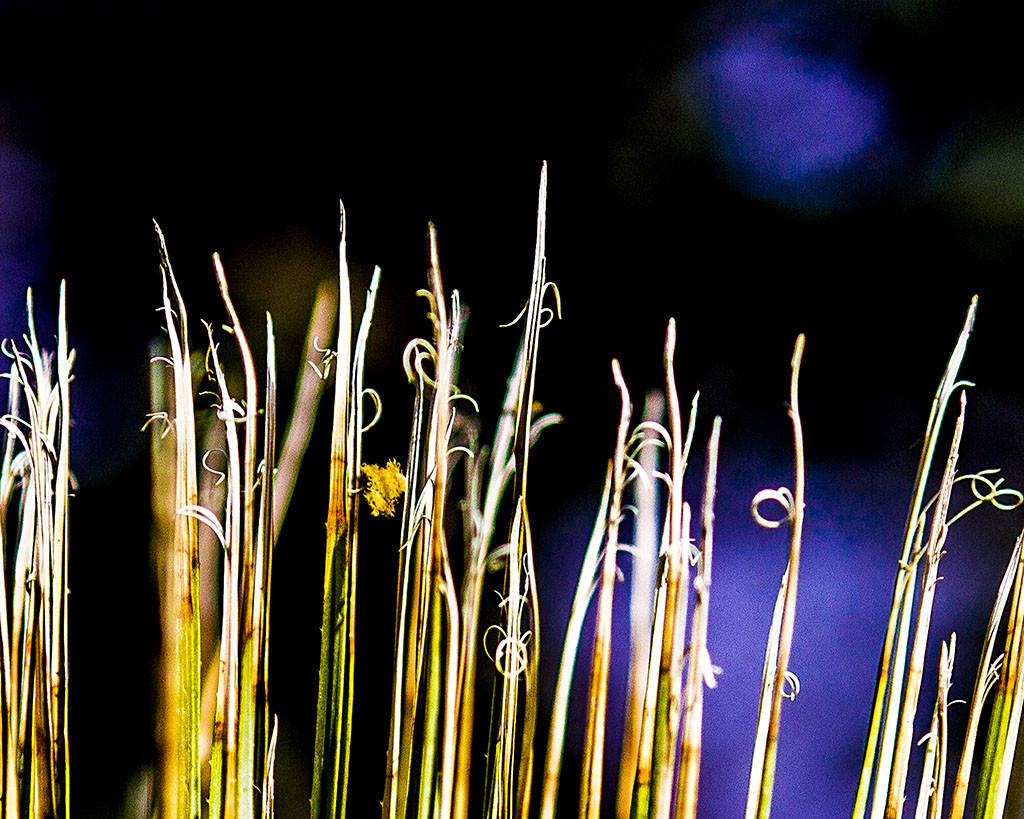 Nature's Pointy Curlicues by E Wand 