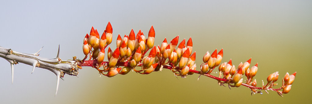 Thorny Candy Corn by E Wand 