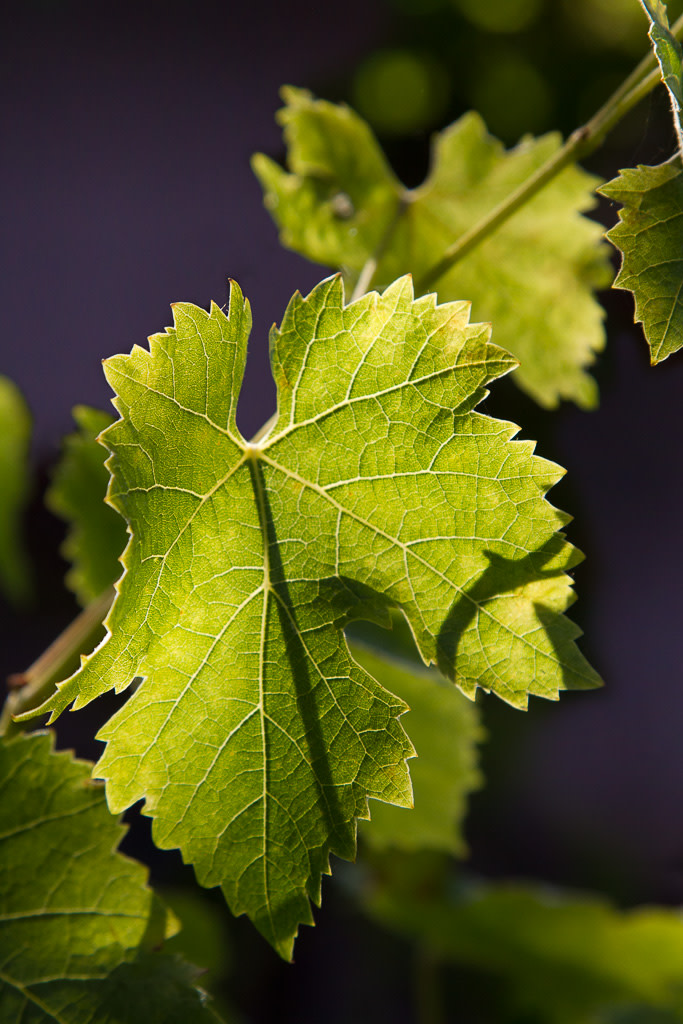 Vine Veins by E Wand 