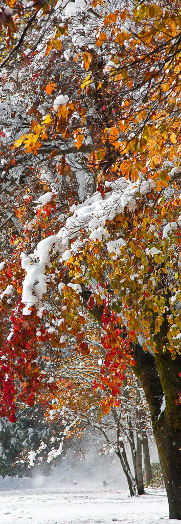 Snow on Autumn Trees by E Wand 