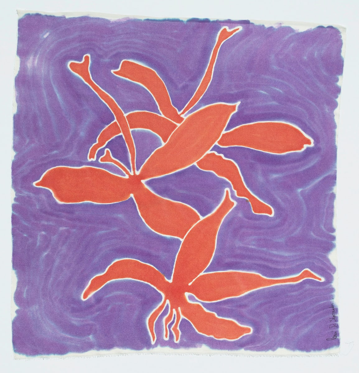 Coffee Arabica - Caféier d'Arabie - Coffea arabica #2 by René D. Shoemaker 