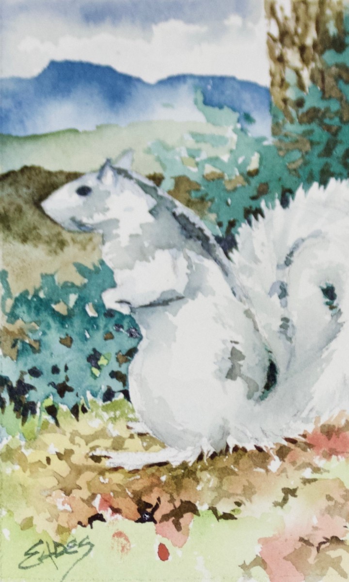 White Squirrel WC by Linda Eades Blackburn 