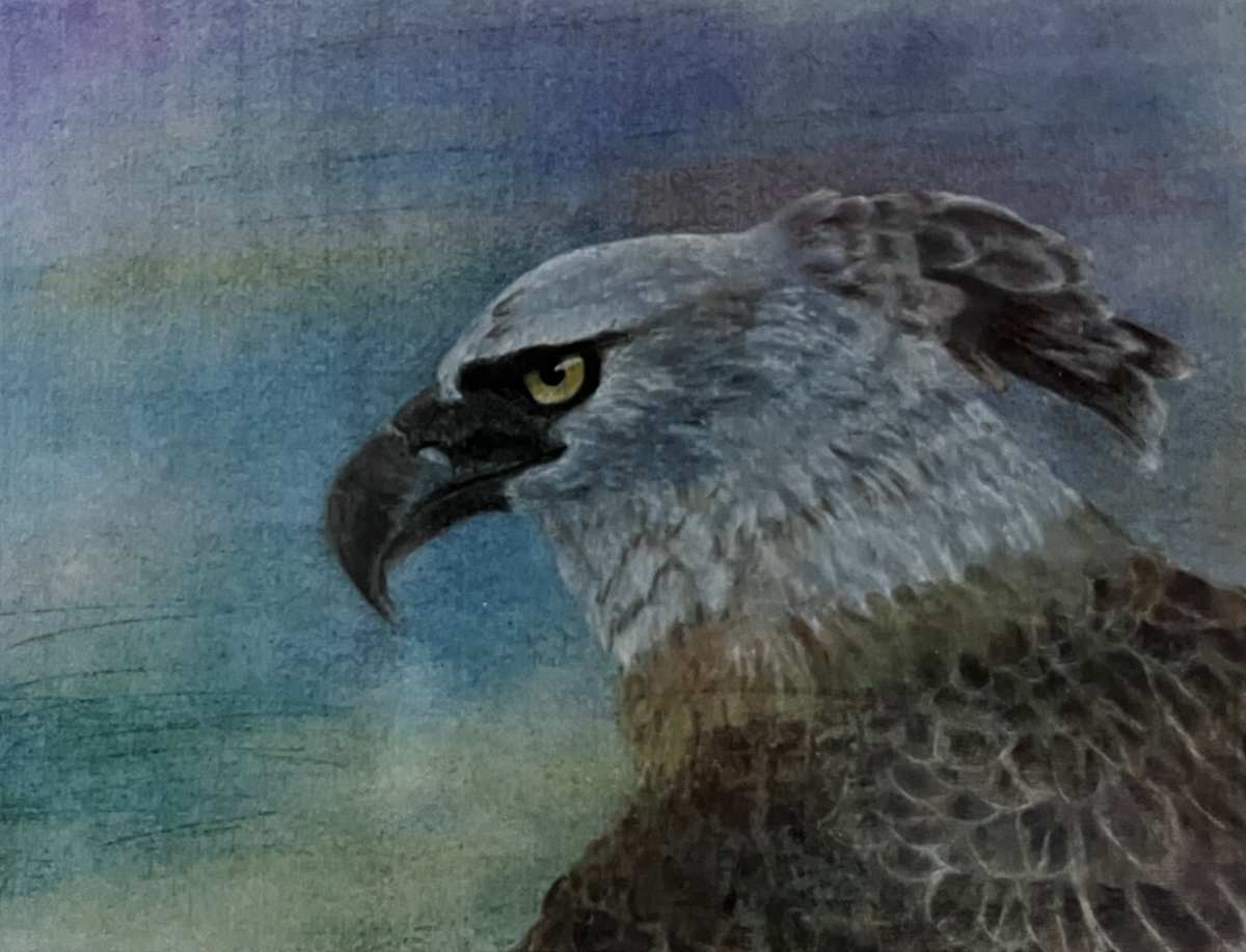 Harpijarend by Joke Meeüse - DIMORF, Image 3.