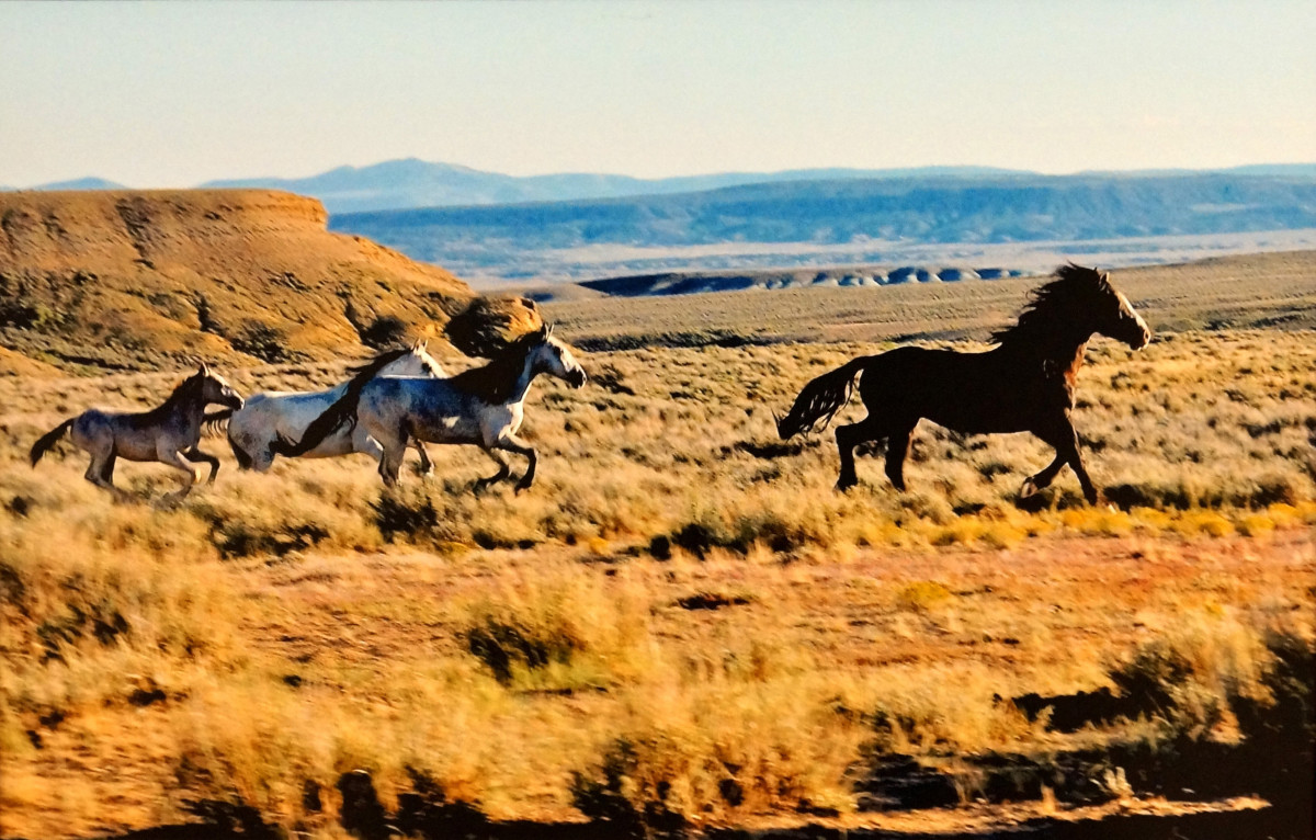 Wild Horses - NW Colorado, Spring Creek Wash, September by David Koski 