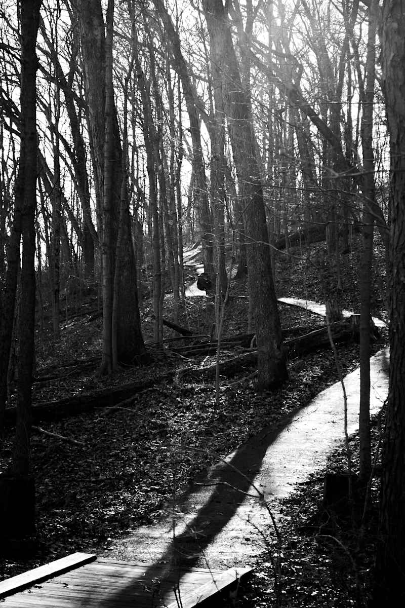 The Wandering Path by Elizabeth White, Image 1.