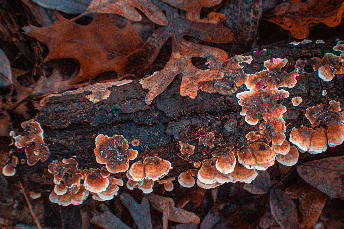 Life After Fall by Elizabeth White, Image 1.