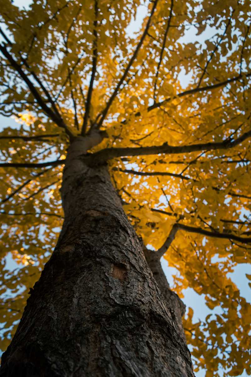 Look Up by Elizabeth White, Image 1.
