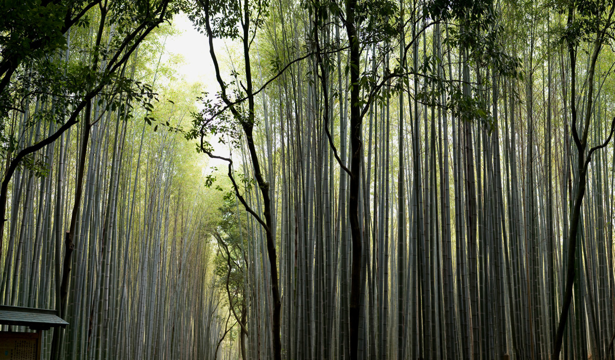 "Bamboo Forest" Kyoto, Japan by Kerry Shaw 