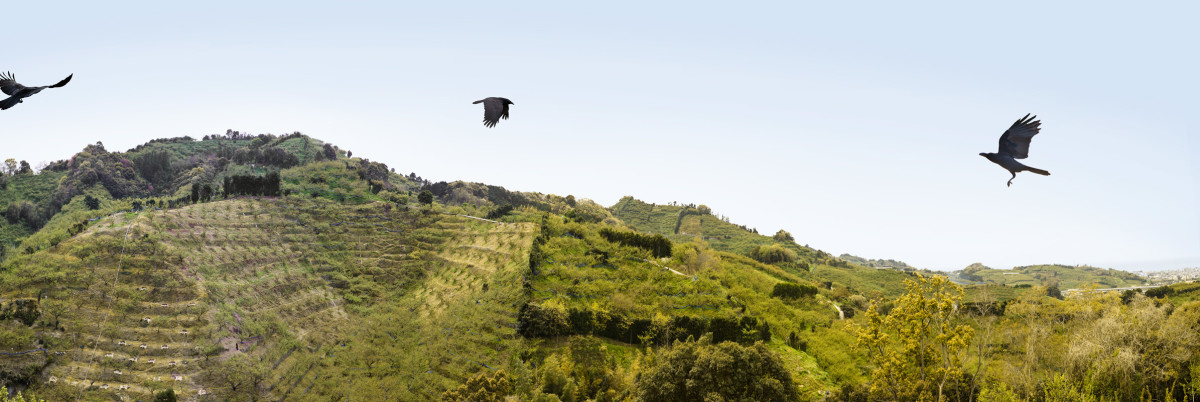 "Plum Farm Ravens" Wakayama, Japan by Kerry Shaw 