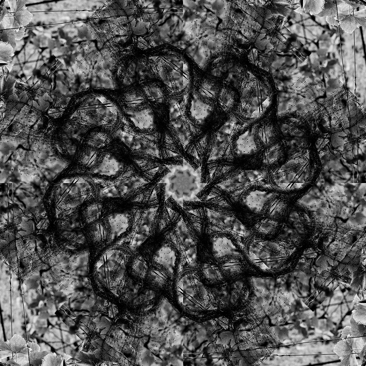 Doodles in the vineyard by Carol Paquet 