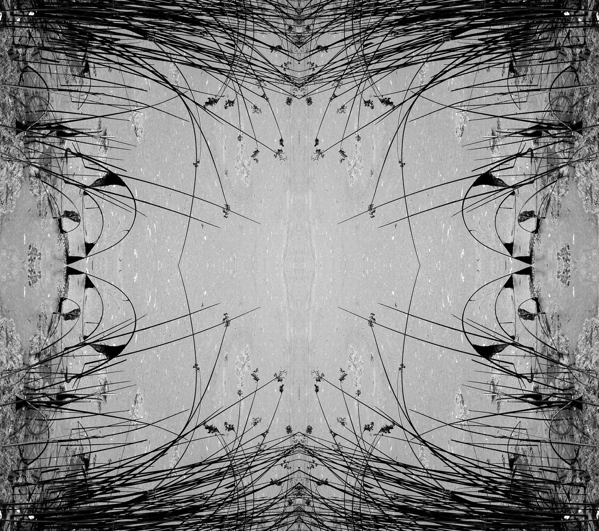 Narcissus wept by Carol Paquet 