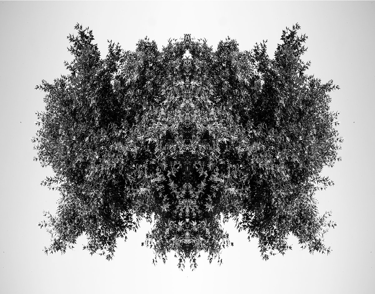 Sycamore blue, Image 1.