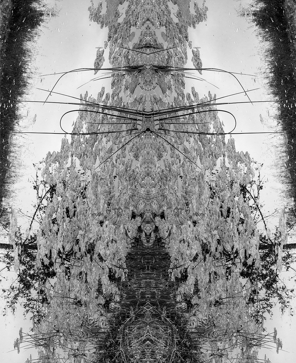 Whiskers by Carol Paquet 