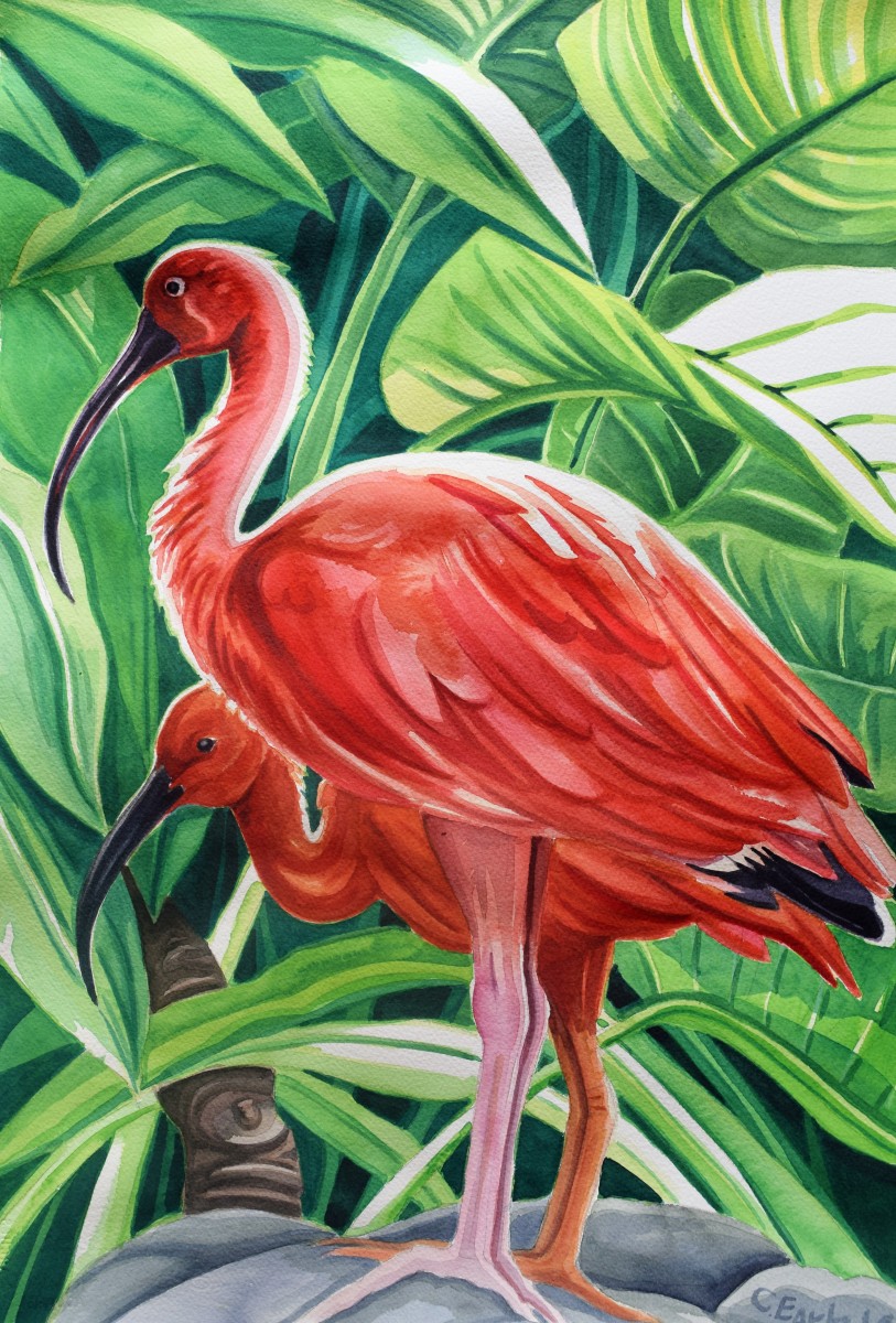 Red Ibis by cathy earle 