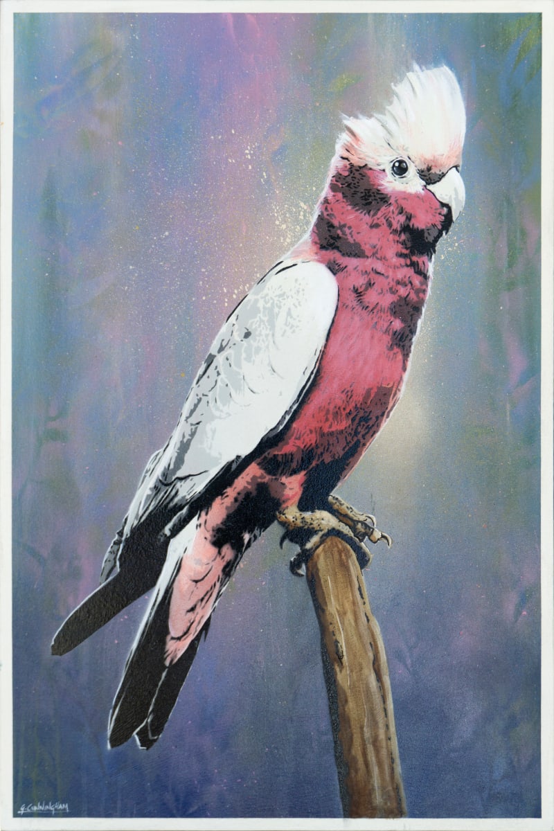 Cecil by Geoff Cunningham  Image: The Australian Galah is quite a common bird and as a result is often overlooked, yet is one of my favourites with its quirky personality and beautiful plumage.
