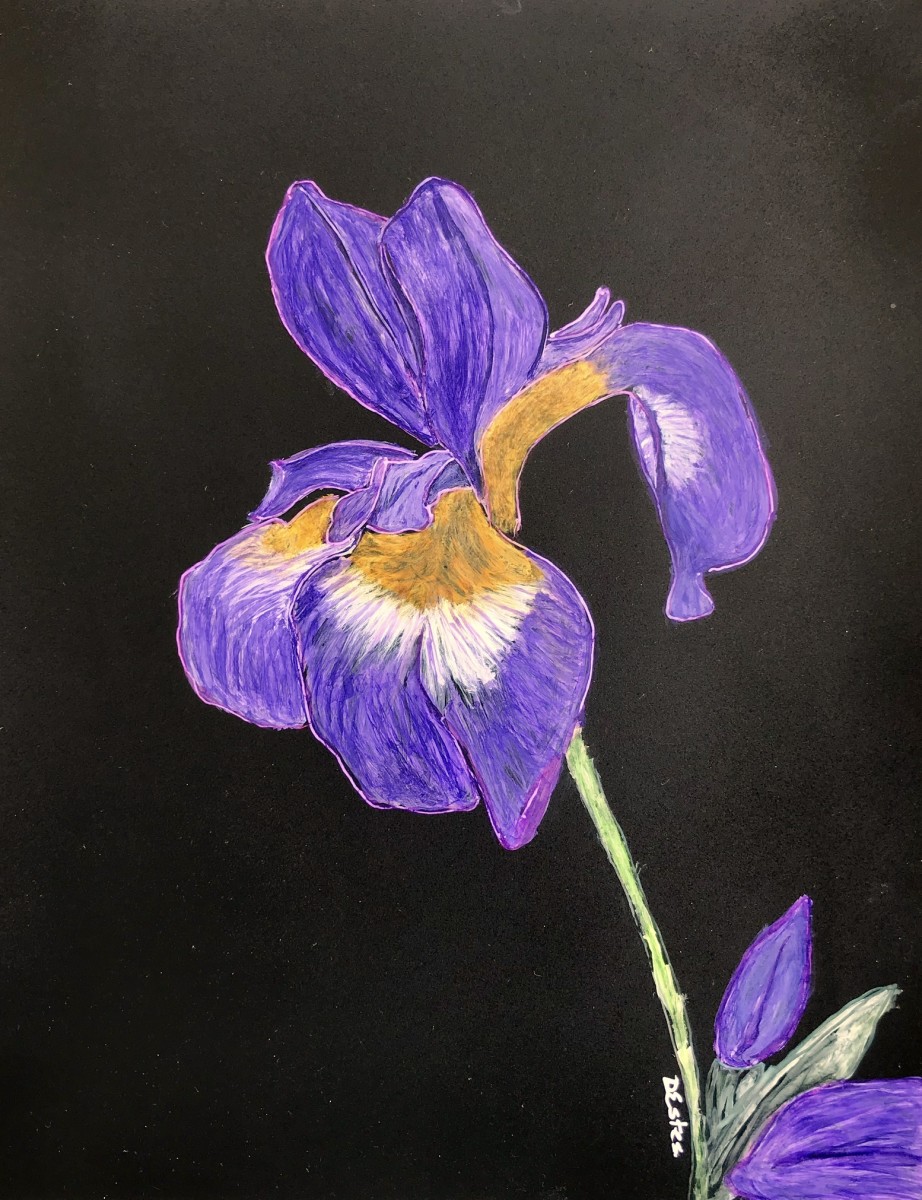 Iris by Debbi Estes 