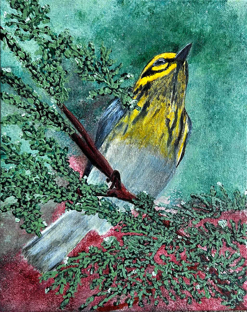 Townsend  Warbler by Debbi Estes 