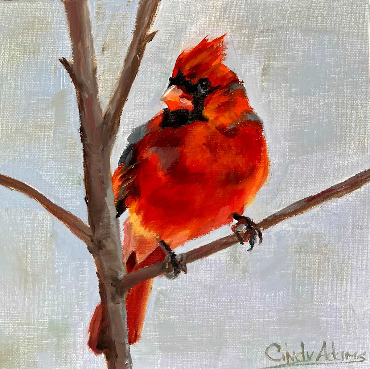 Cardinal by Cindy Adams 