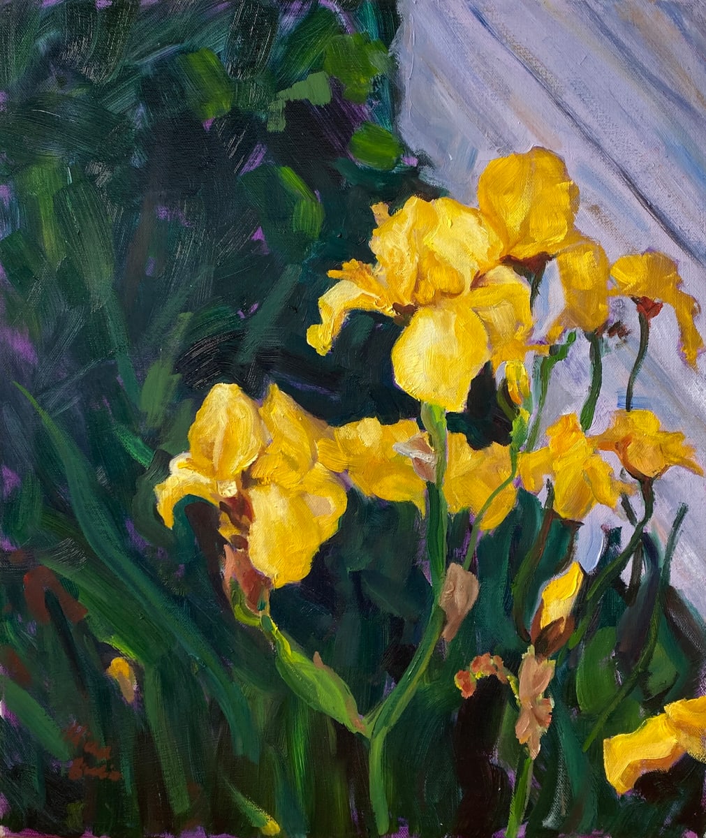 Yellow Irises 