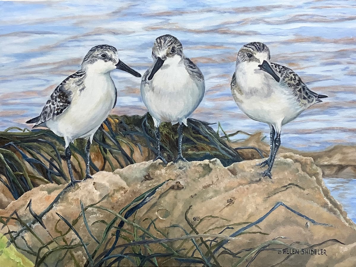 Tidal Trio by Helen Shideler 