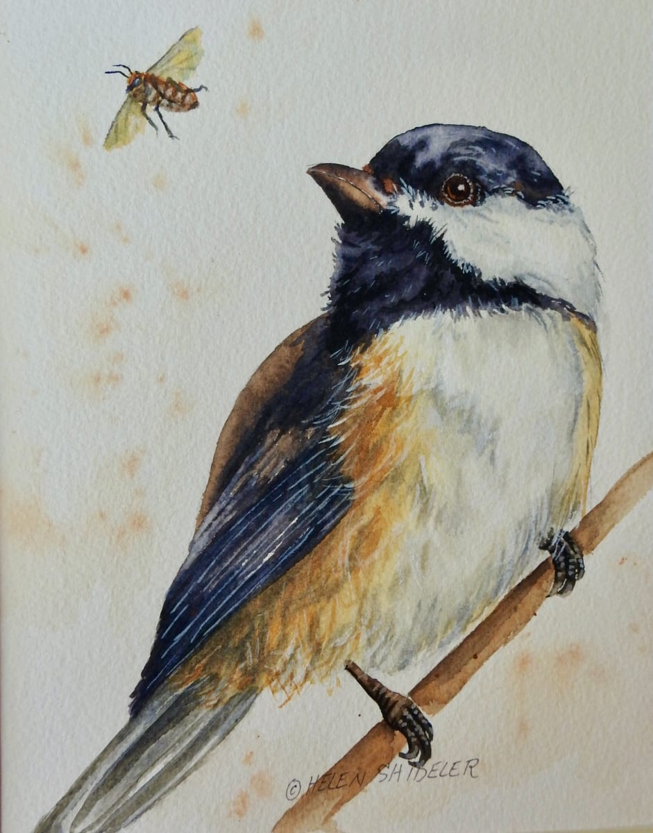 Chickadee Dee Bee by Helen Shideler 