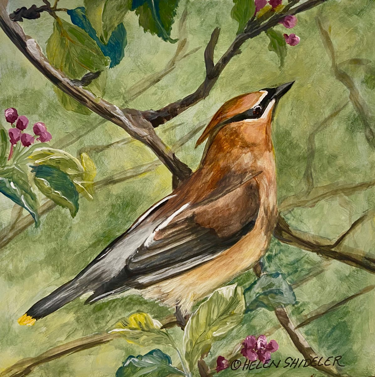 In the Apple Blossoms by Helen Shideler  Image: Cedar Waxwing acrylic painting