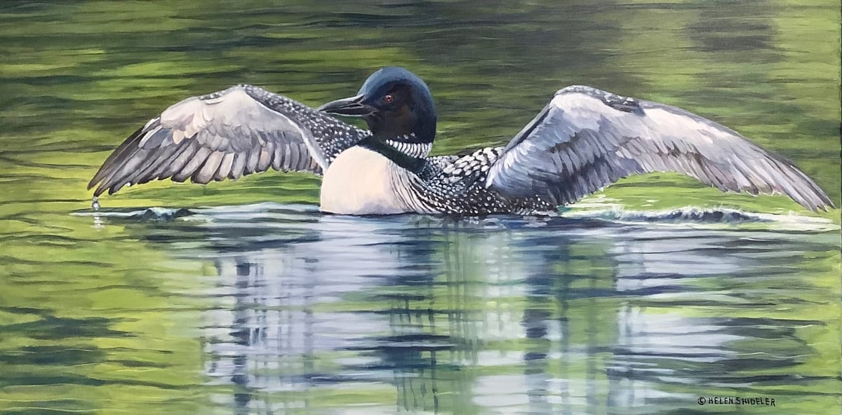 Landing Loon by Helen Shideler  Image: Loon landing on a lake