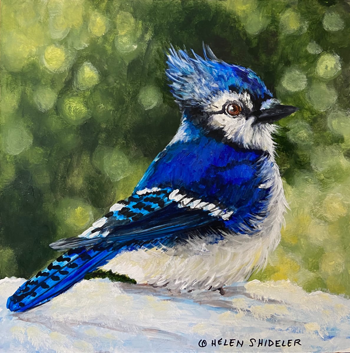 Baby Blue by Helen Shideler  Image: Blue Jay painting by Helen Shideler