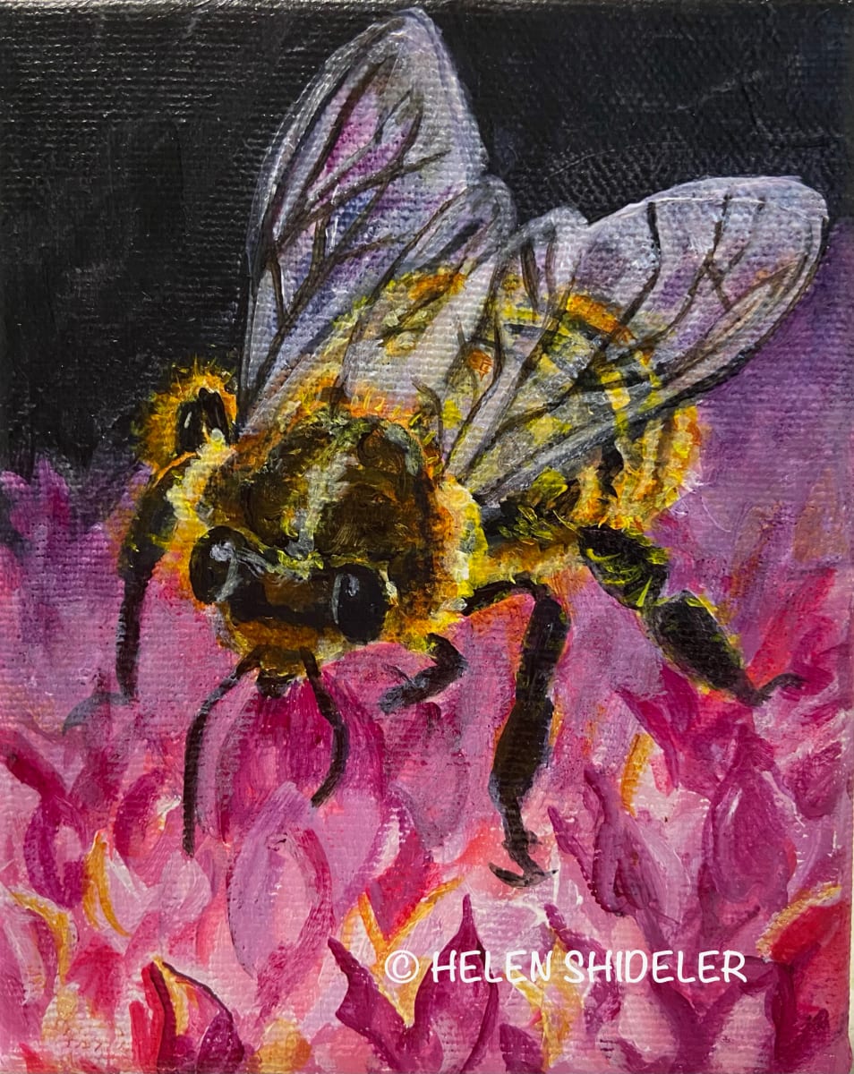 In the Pink by Helen Shideler 
