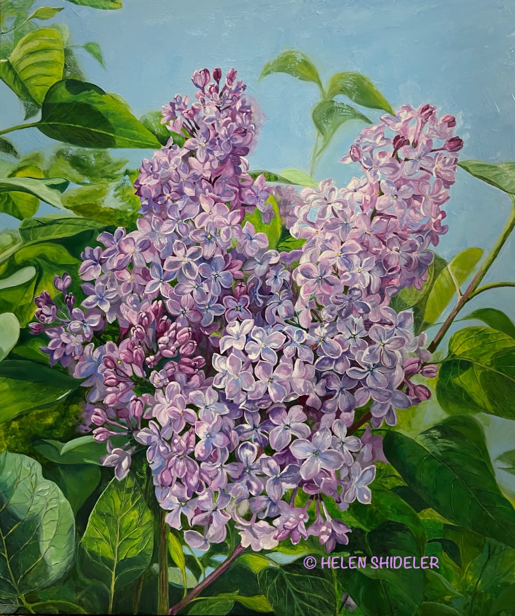 Lavender Lilacs by Helen Shideler 