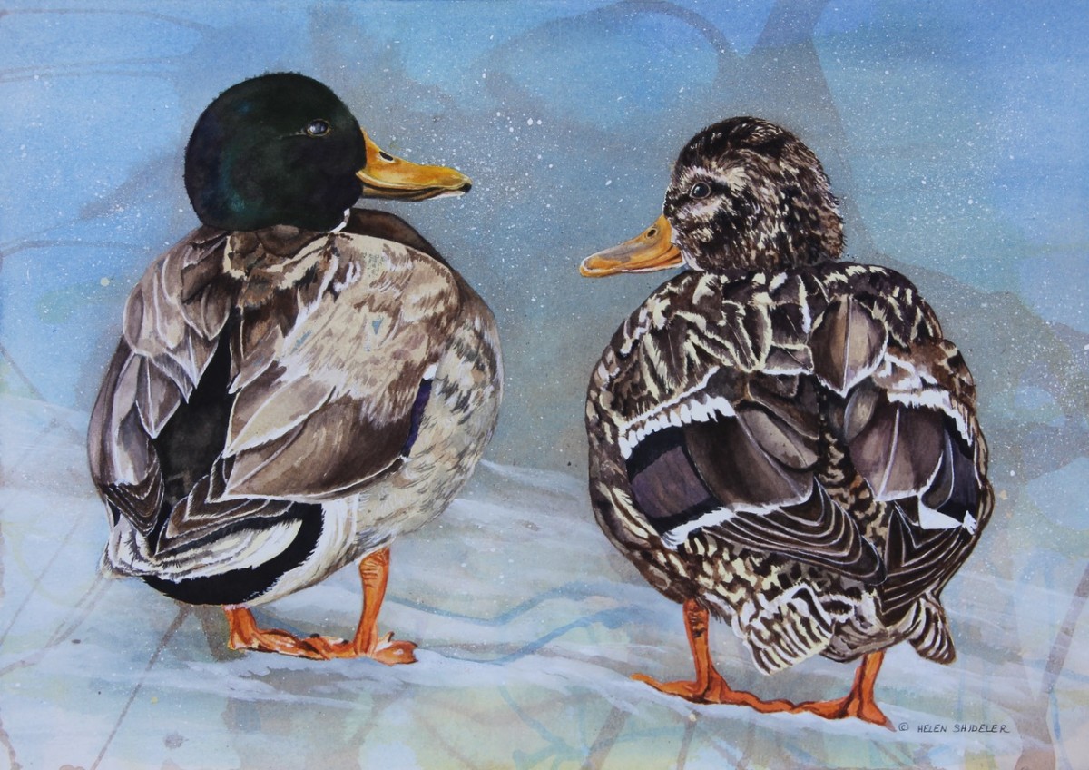 Ducky Duet by Helen Shideler 