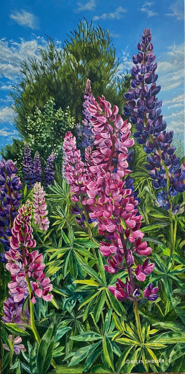 Growing Skyward by Helen Shideler 